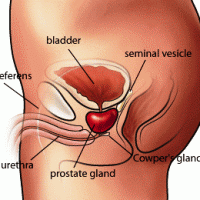 where is the prostate?